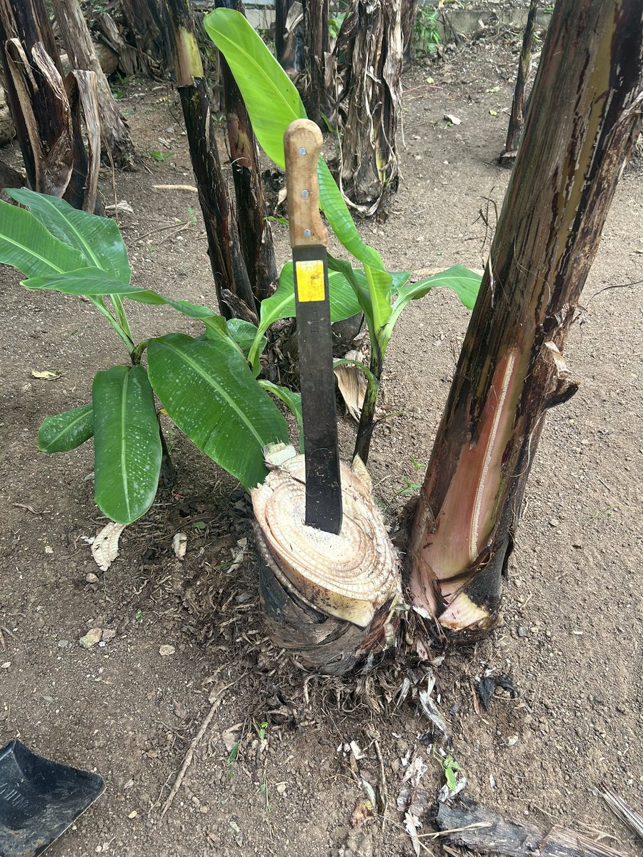 “No vayas a buscar la Master Sword. Tenemos una en casa”

La Master Sword de casa: