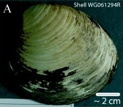 TransRightsMFer's tweet image. Pour one out for Ming, the 507-year-old clam that researchers accidently froze to death, and only after examining it did they discover they'd just killed the oldest known animal.