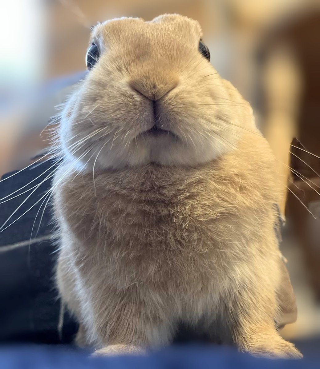 うさおちゃんさま確認ページ♡ Amazon.co.jp: HAC おさんぽ うさぎちゃん うさぎ 約W9×D14.5