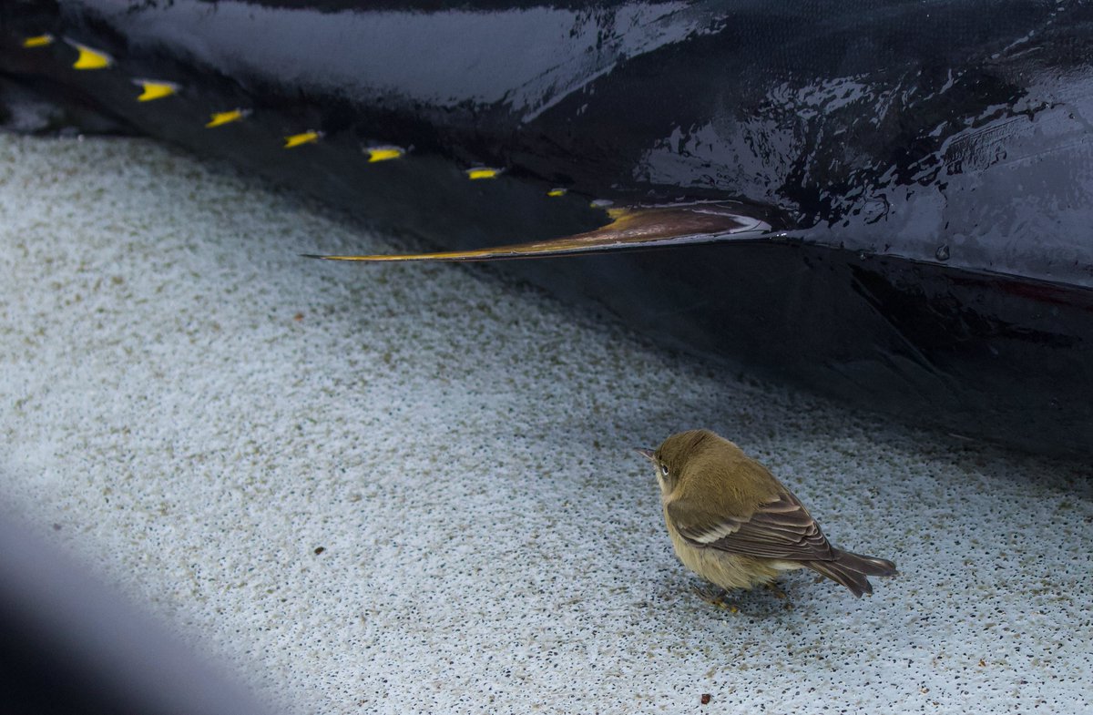 I wonder how many times a Pine Warbler has been in the same photo as a Yellowfin Tuna