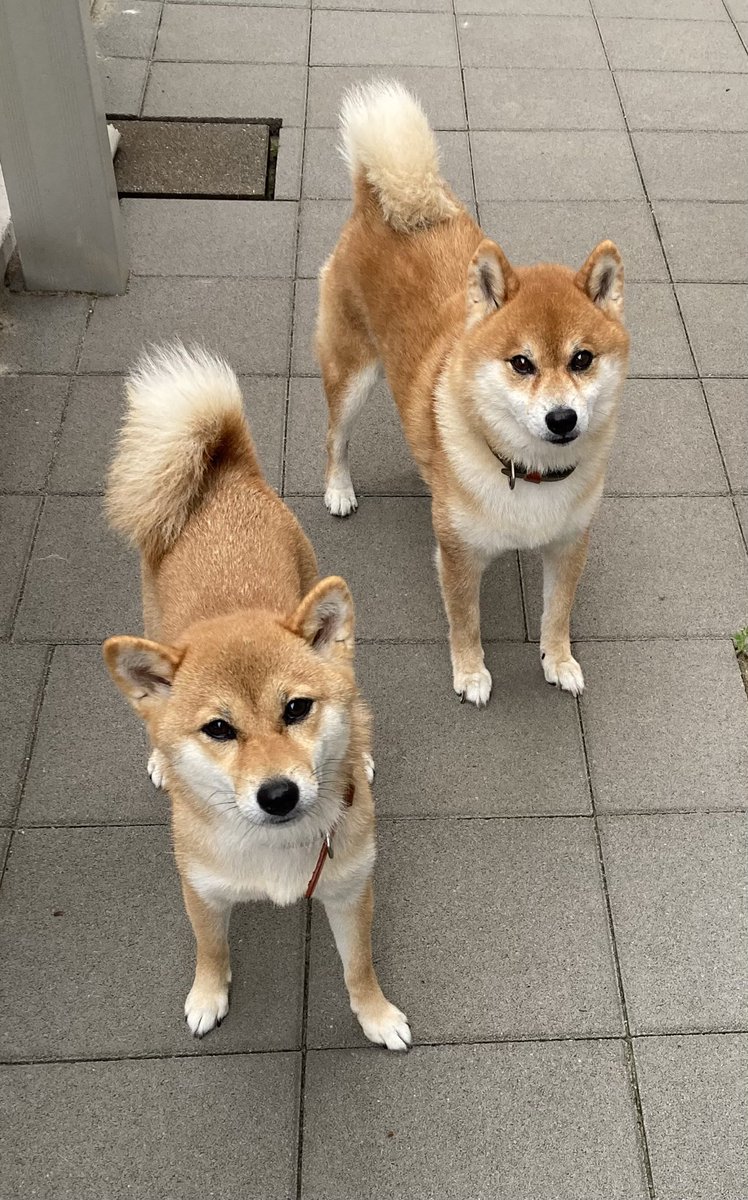 芝犬です。 柴犬♀2509D0875 - YouTube