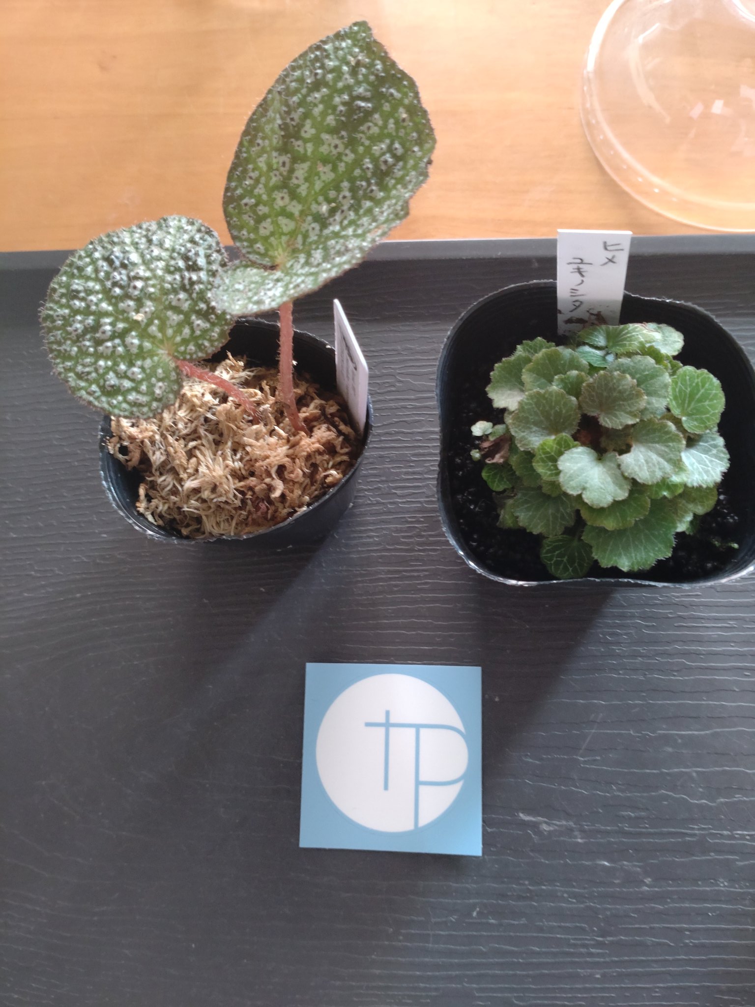 【さらにお値下げしました】ベゴニア百科 m74785988156_1.jpg?1745241096