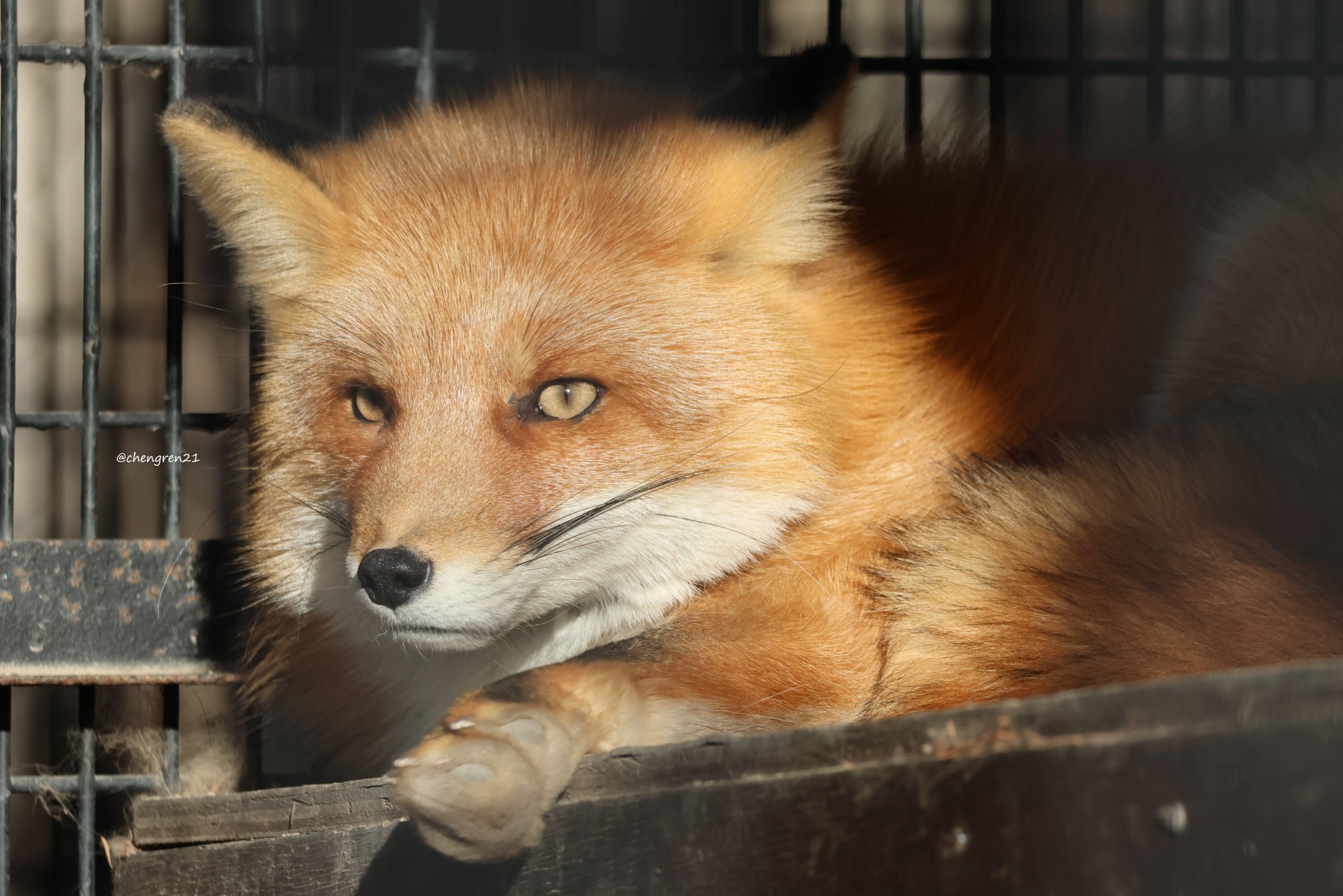 Cheng-Ren🦊🐺 on X: 