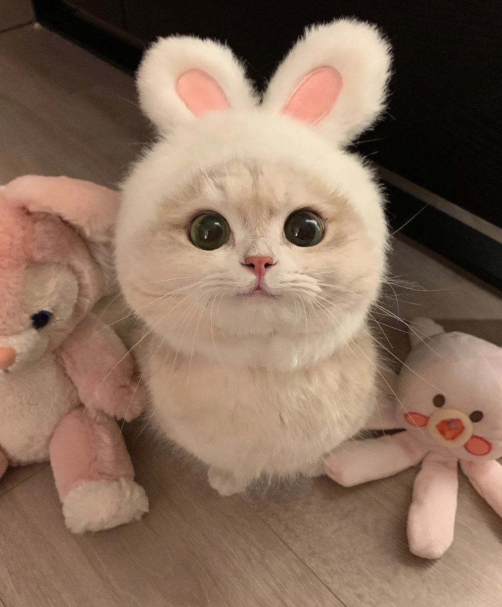 smallcutekitten's tweet photo. https://t.co/ARPqRLH8Xz