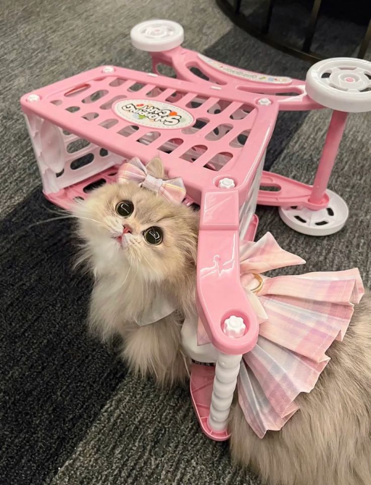 small kittens are cute tweet media