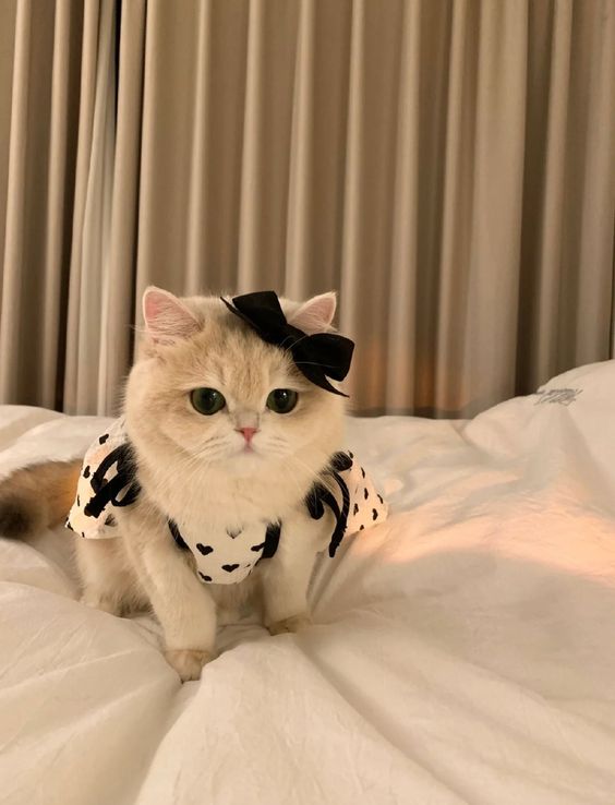 small kittens are cute (@smallcutekitten) on Twitter photo 