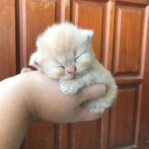 small kittens are cute (@smallcutekitten) on Twitter photo 