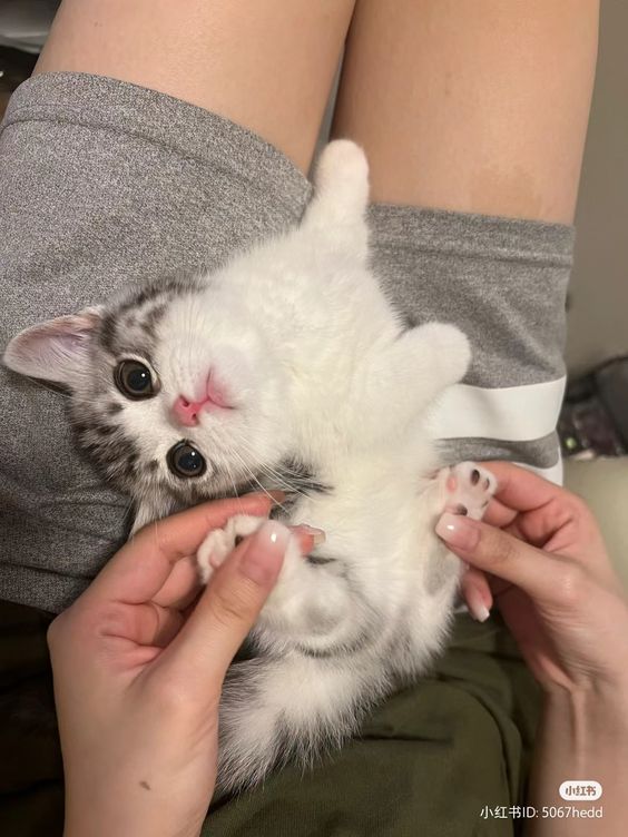 smallcutekitten's tweet photo. https://t.co/c0OTpQFeVa