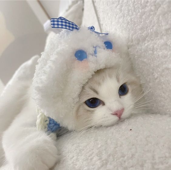 smallcutekitten's tweet photo. https://t.co/FoYHUptPhJ