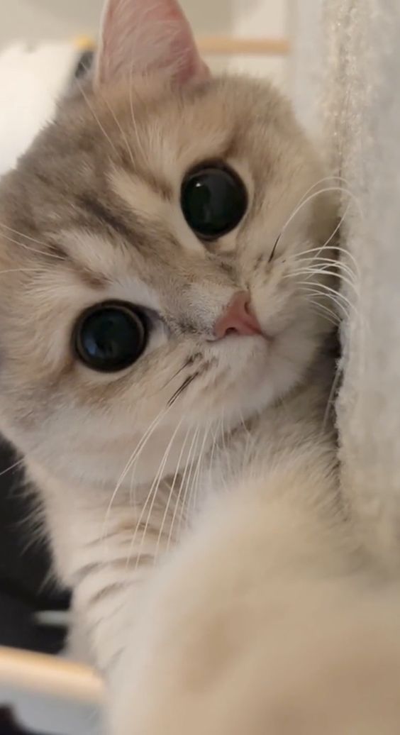 smallcutekitten's tweet image. 