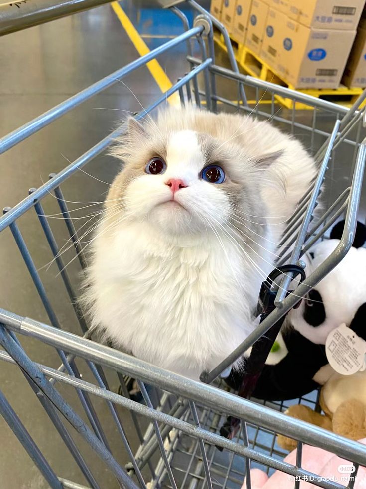 small kittens are cute (@smallcutekitten) on Twitter photo 
