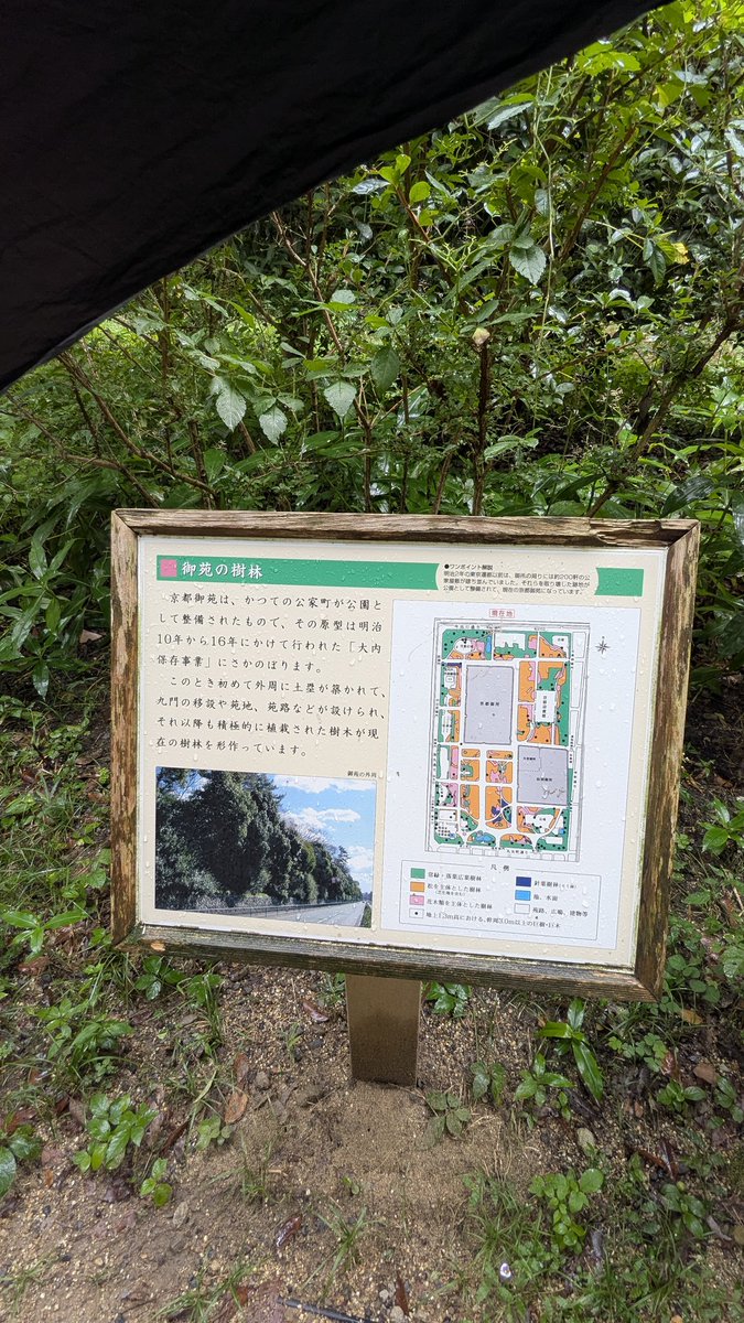 ShampooRinse_'s tweet photo. 猫さんの試験中、京都御苑をお散歩🐾 https://t.co/GpNgy4oKFQ