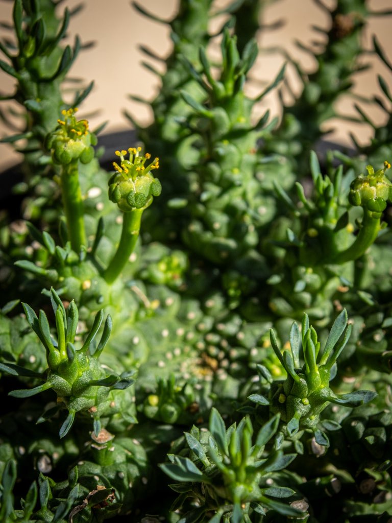 Euphorbia pocumbens