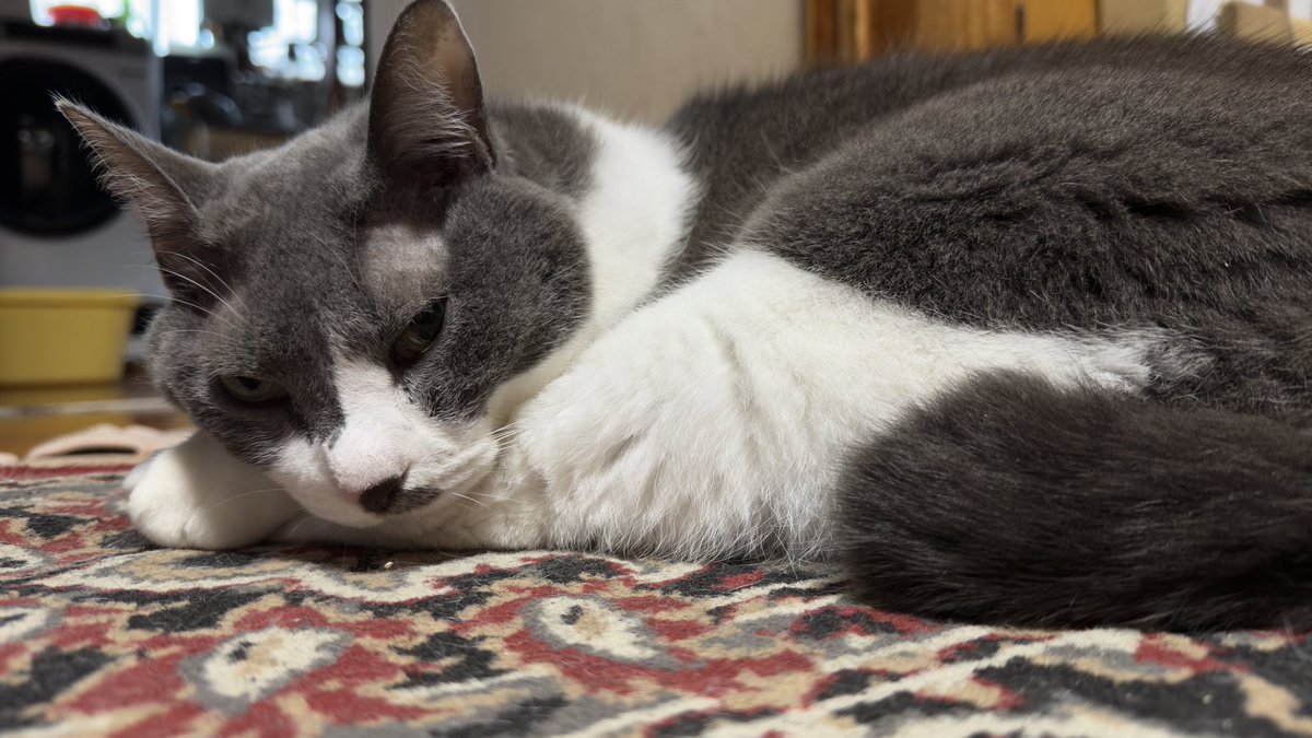 エイジ オブ エターナル
トイレのかみさま
併映
広島 #横川シネマ での上映やってきました！
ご覧いただきありがとうございます！
次は10/24〜30 #宇都宮ヒカリ座 です！
引き続きよろしくお願いいたします🤲