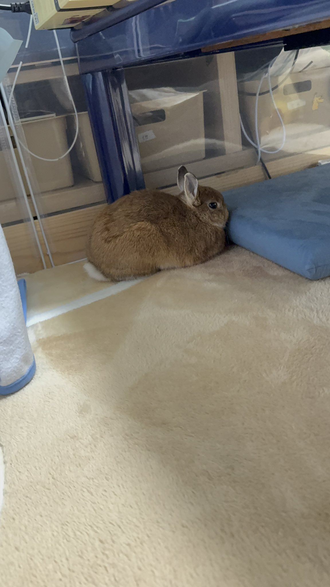 おやすみうさぎ 600 マロン ベージュ ⑧ 大きい子 おやすみうさぎ 600％ マロン ベージュ② 大きい子 うさぎ 大きい