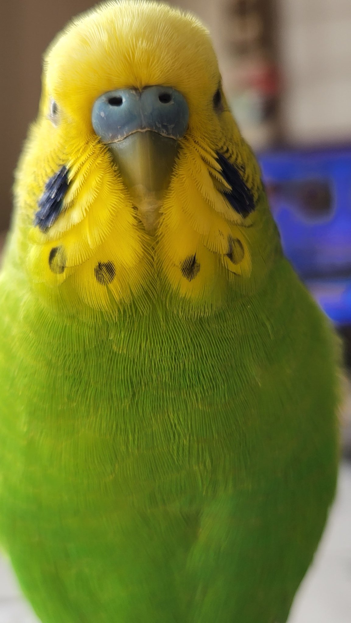 セキセイインコ　a⑥ fit=scale-down,w=1200