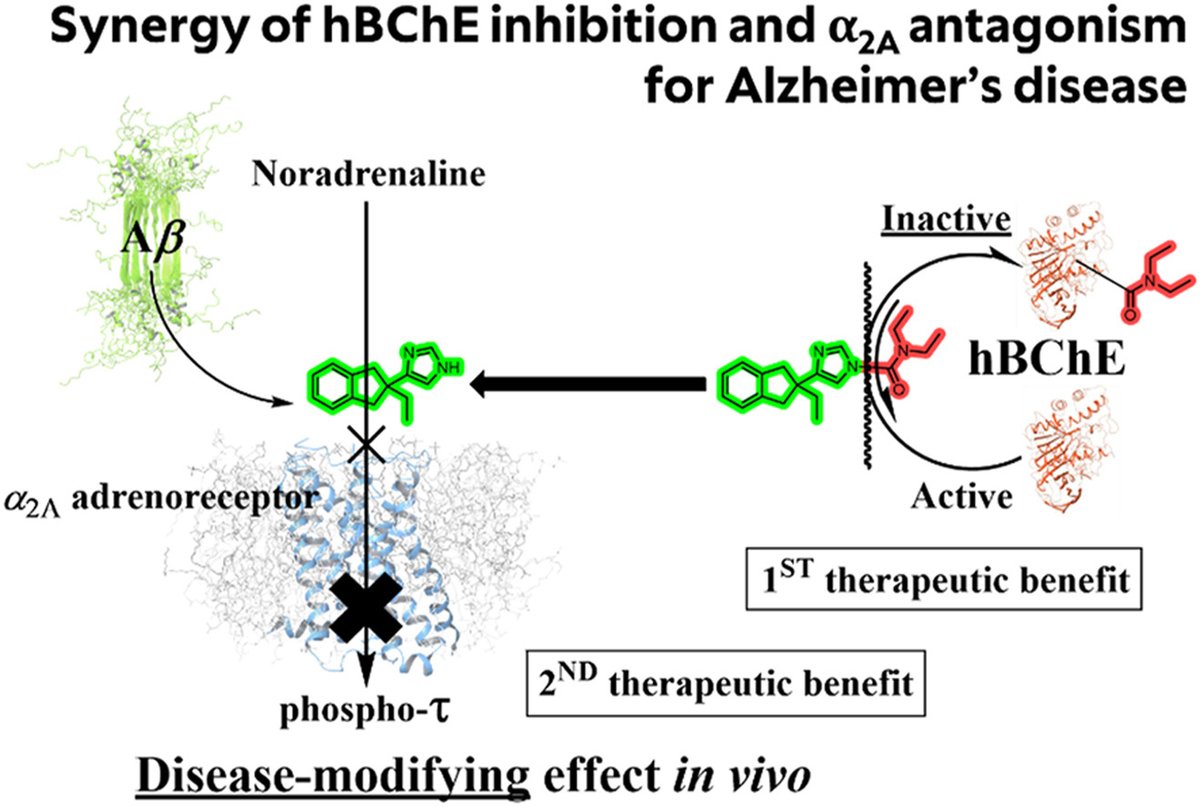 ActaPharmSinB's tweet photo. Article✍️#Pleiotropic #prodrugs for both #symptomatic and disease-modifying treatment of #Alzheimer’s disease. From Dr. Gobec @UniversityofLjubljana;
https://t.co/KZ2jckhrUx. https://t.co/qftGlqZyHY