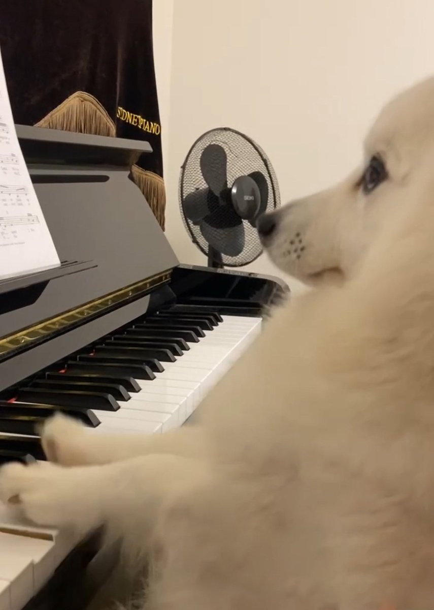 ionebby's tweet photo. @QuinnBenet mine is more musically talented than you 💗 https://t.co/UwyOrFzCvg
