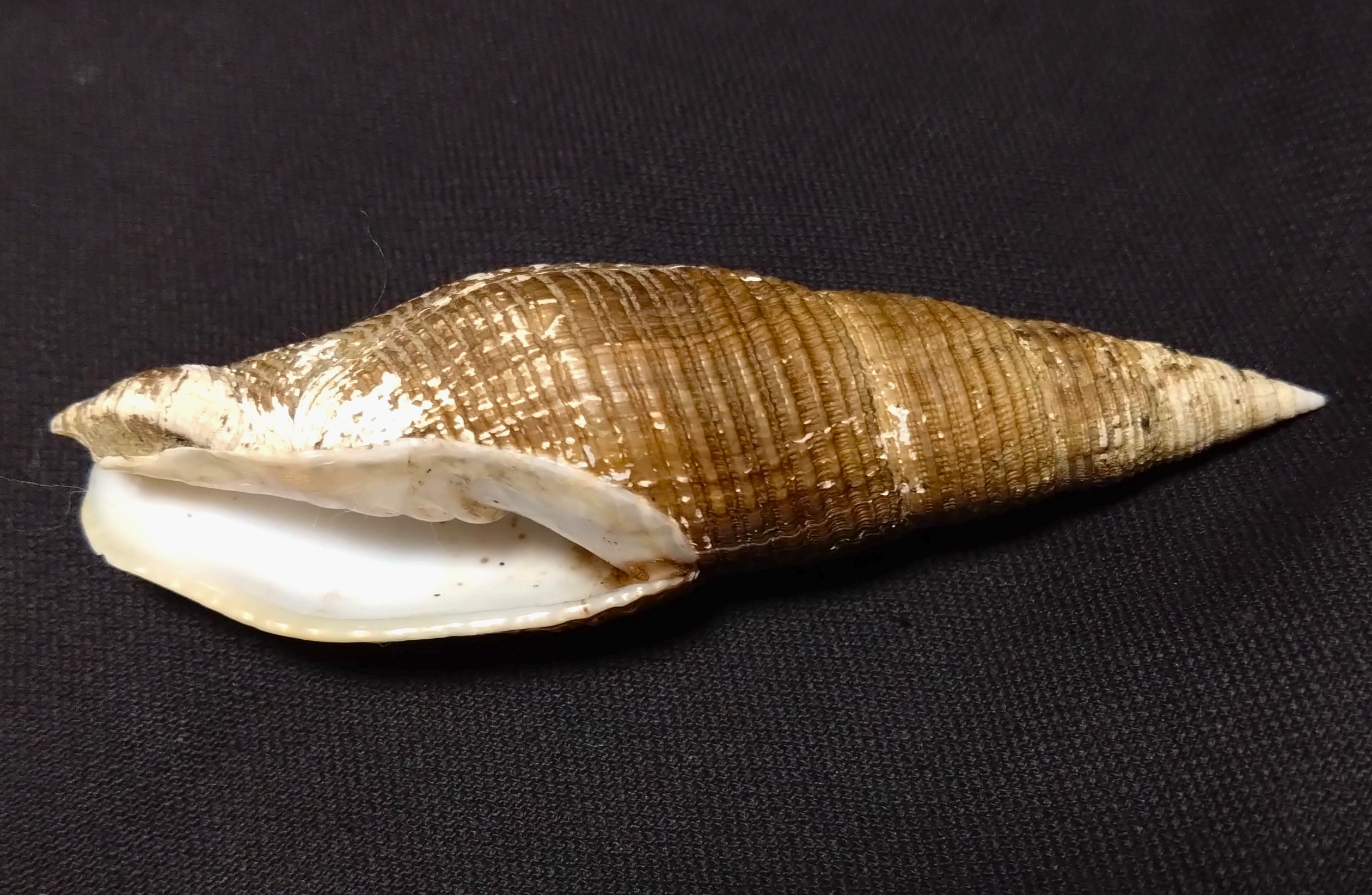 古代の貝 貝の化石