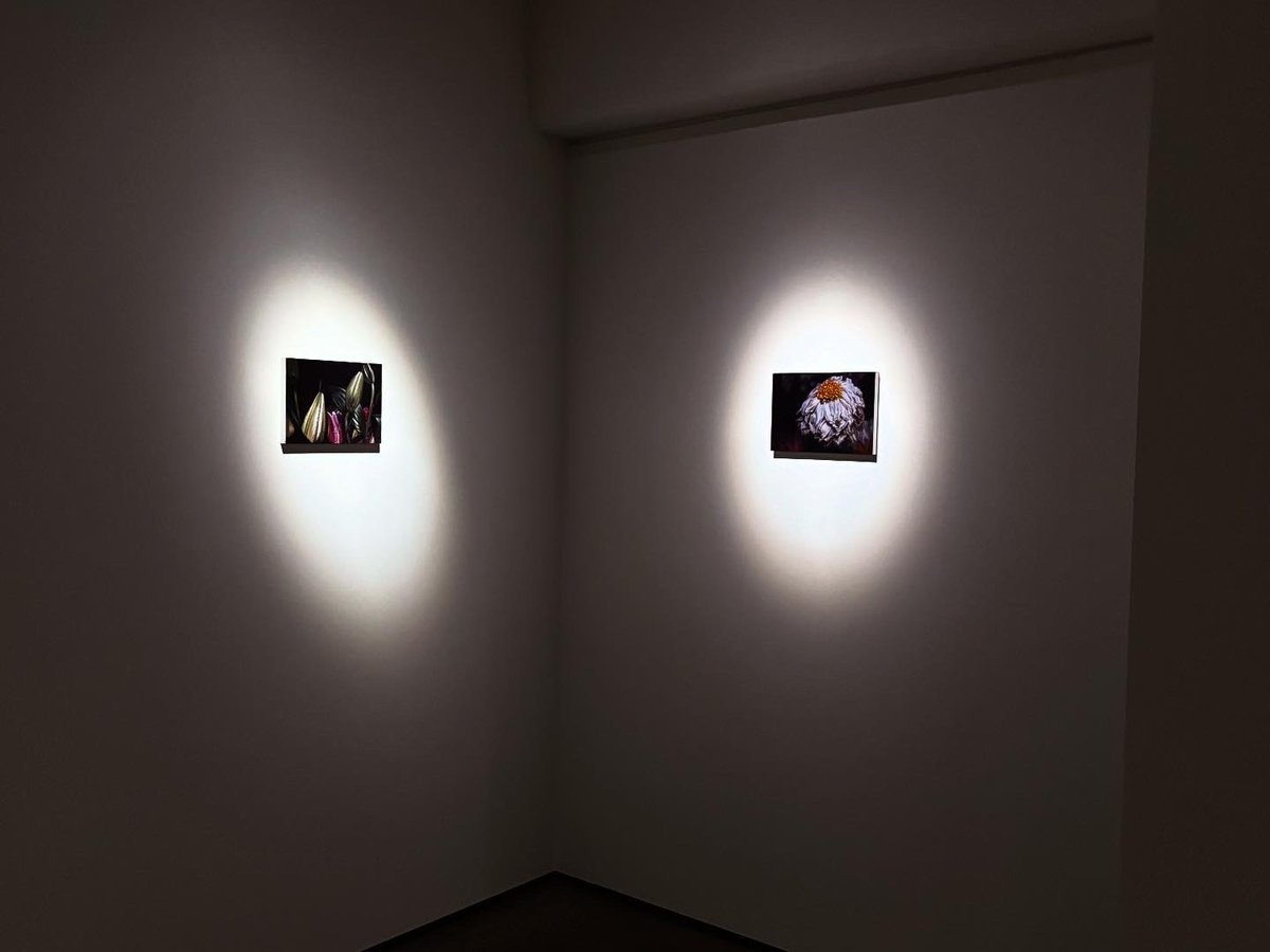 GALLERY KOYANAGIにて熊谷亜莉沙さん「天国泥棒」、熾烈。いつも打ちのめされる。解説のテキストを読みながら絵を見るとあまりにも熾烈で棒立ちを余儀なくされる。無音のギャラリーでしばらく呆然としていた。抉られながら、生きていく。多くの方に届いてほしい

gallerykoyanagi.com/exhibitions/ar…