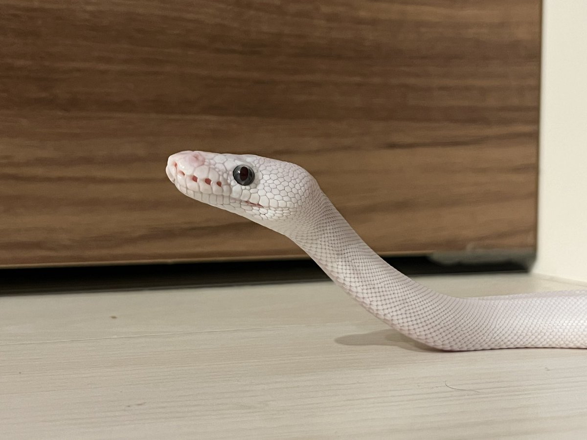baaaaallpython's tweet image. ｷﾘｯとした横顔がきれいだね
#ボールパイソン 
#ballpython