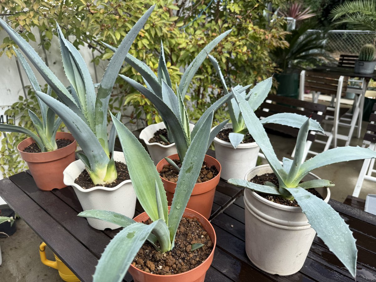 カフェ_マウント tweet media