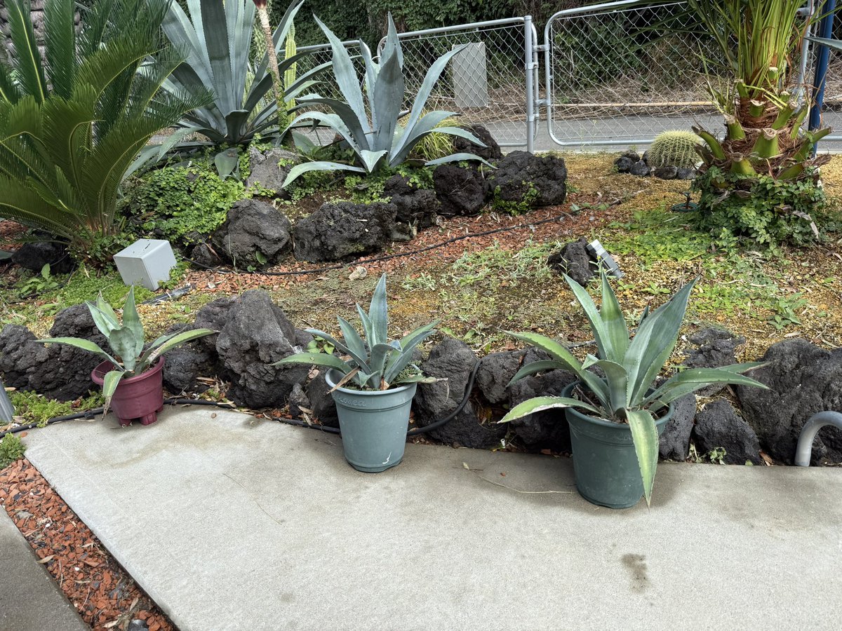 カフェ_マウント tweet media