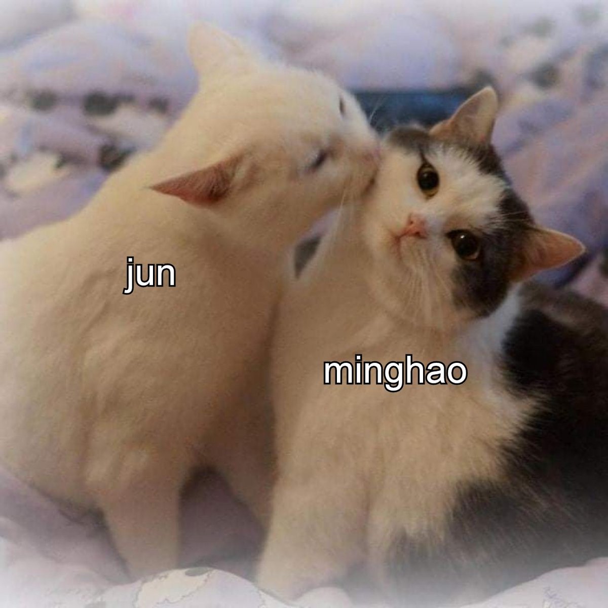 junhao as cats (@catsjunhao) on Twitter photo 