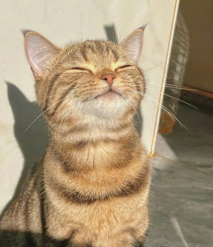 this is my pookie named kitty