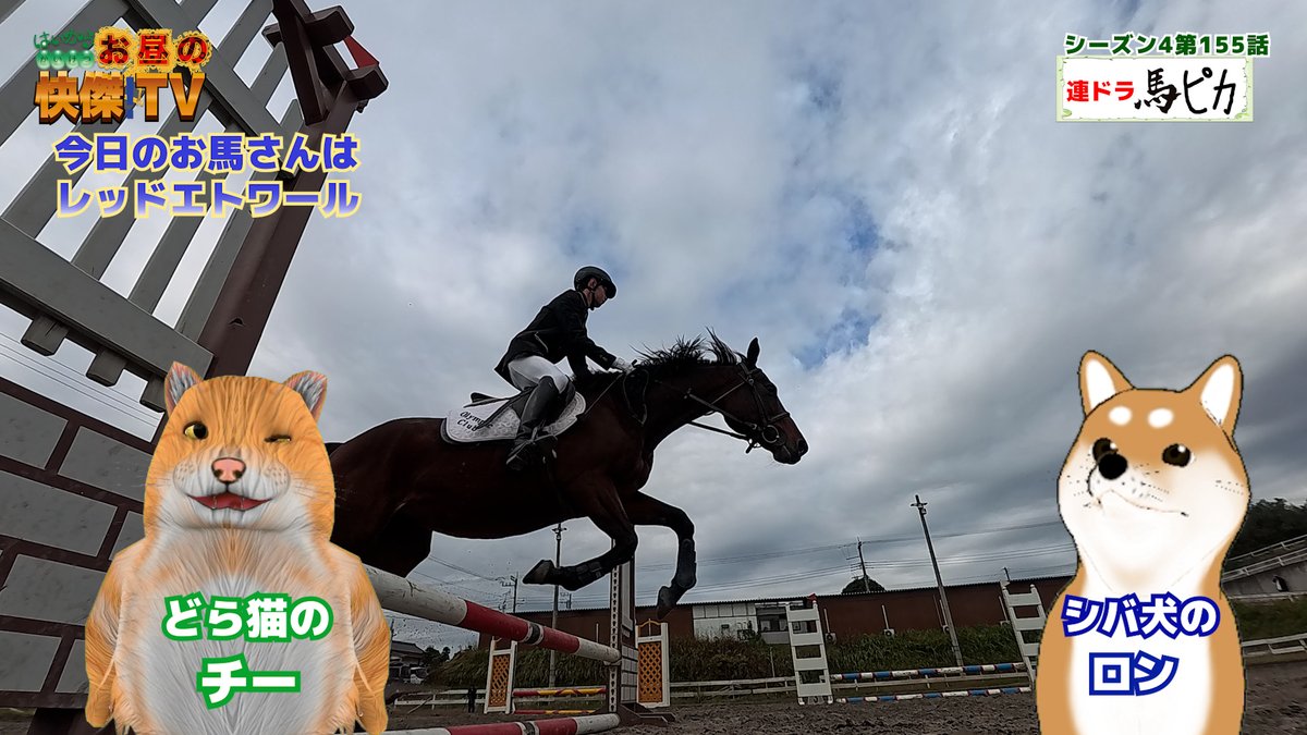 bashadaigaku's tweet image. 10/5放送の「お昼の快傑TV」のコーナー「馬ピカ」のチーとロンと馬紹介ほかむつざわ町自慢話その1/東京・亀戸天神通りの老舗鶏肉専門店
youtu.be/aElnU0gEAw4
#お昼の快傑TV 　#馬ピカ　#バラエティ番組　#むつざわ町　#乗馬クラブ　#田中憲一　#nicomaru　#鳥長
#まっ白いひろば #亀戸天神
