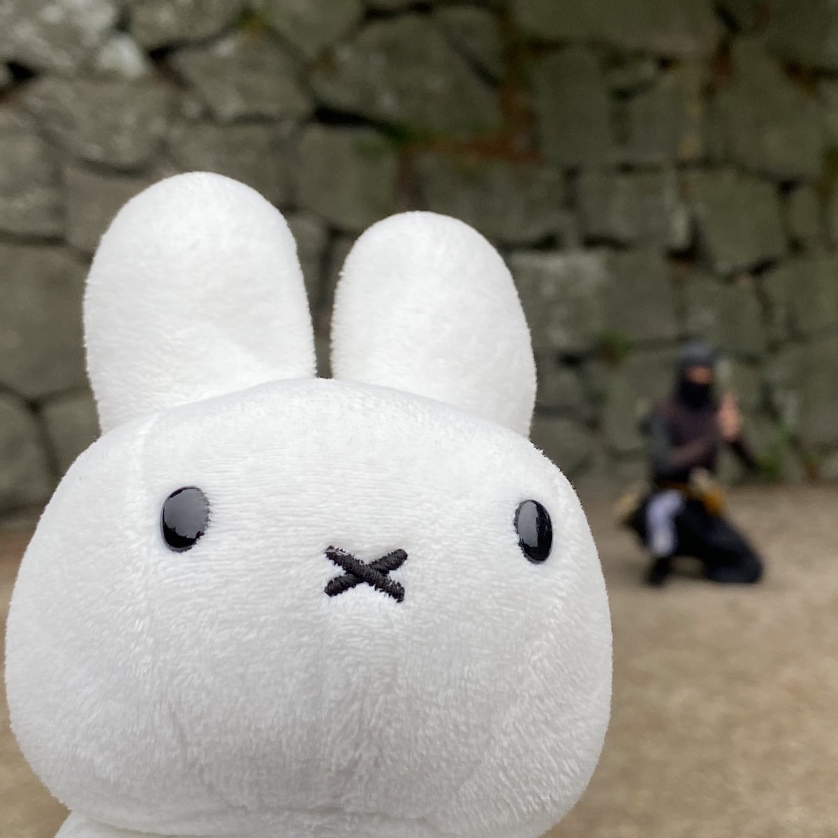 うさぎ_(・×・_∪⌒)ο 野生のうさぎ on X: 