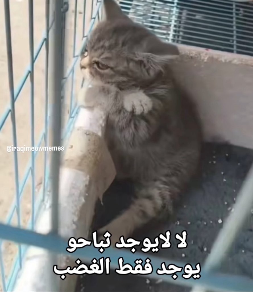 مافي صباحو لاني بموت نوم ومابي أداوم