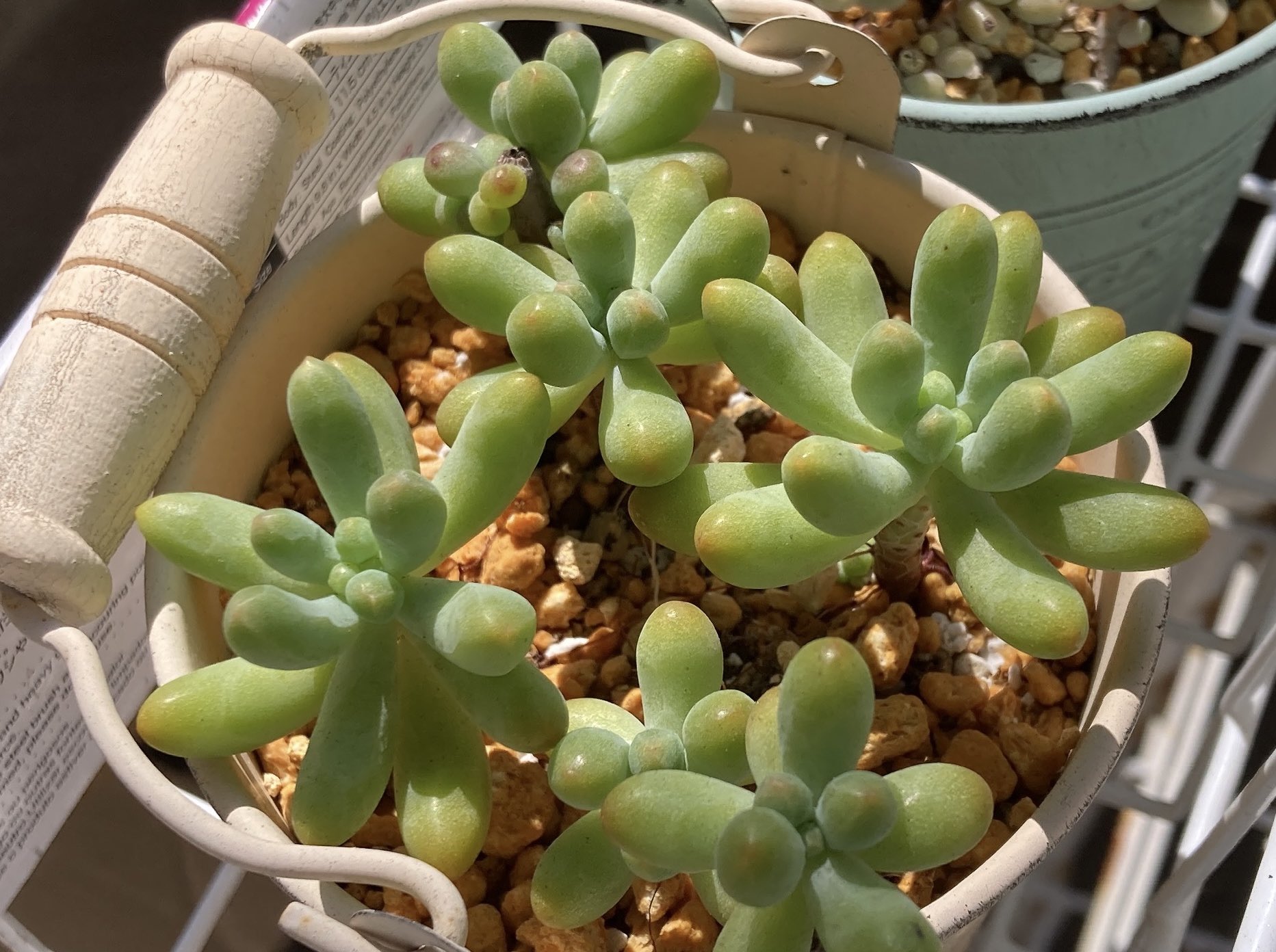 多肉植物 - Search / X