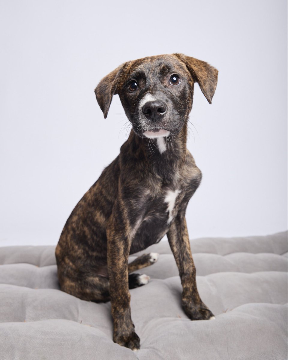 #Tigger busca hogar 
Sé que la tiene muy difícil pero no me voy a rendir sé que en algún lugar hay un corazón noble que puede darle un hogar. Tiene 5 meses será mediano y tiene sus vacunas completas. Info: 912 015 590 no puedes adoptar? Entonces ayúdame con un RT 🙏🏽💜