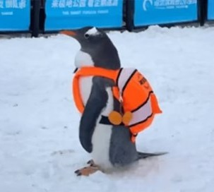carverfomo's tweet photo. Nobody planned $WIFBAG it just happened.

A penguin with a backpack walked into our feeds and never left.

No roadmap, no influencers, no paid push just culture doing what it does best.

The loop hypnotized, the timing clicked and CT finally found a mascot that feels real.

Now every grind, every quest, every degen day starts with that same image the penguin walking, bag secured.

Frogs croak, dogs bark, cats meow.

The penguin? He just keeps walking.

> Quiet. Focused. Unstoppable.