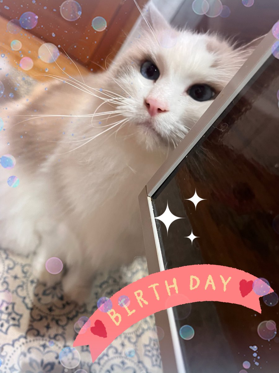 sstar038's tweet photo. 🎂バースデーガール🎂9歳になりました！ https://t.co/TyFx0iyvEi