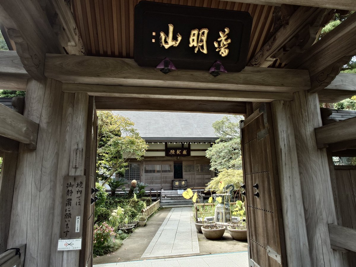 shonanboy_ifc's tweet image. おはようございます。

秋の鎌倉散歩⑦

成就院

佳き一日、休日を。
＃鎌倉　＃成就院　＃秋海棠