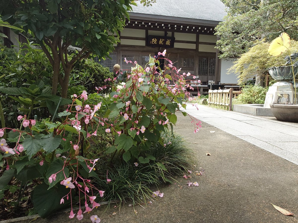 shonanboy_ifc's tweet image. おはようございます。

秋の鎌倉散歩⑦

成就院

佳き一日、休日を。
＃鎌倉　＃成就院　＃秋海棠