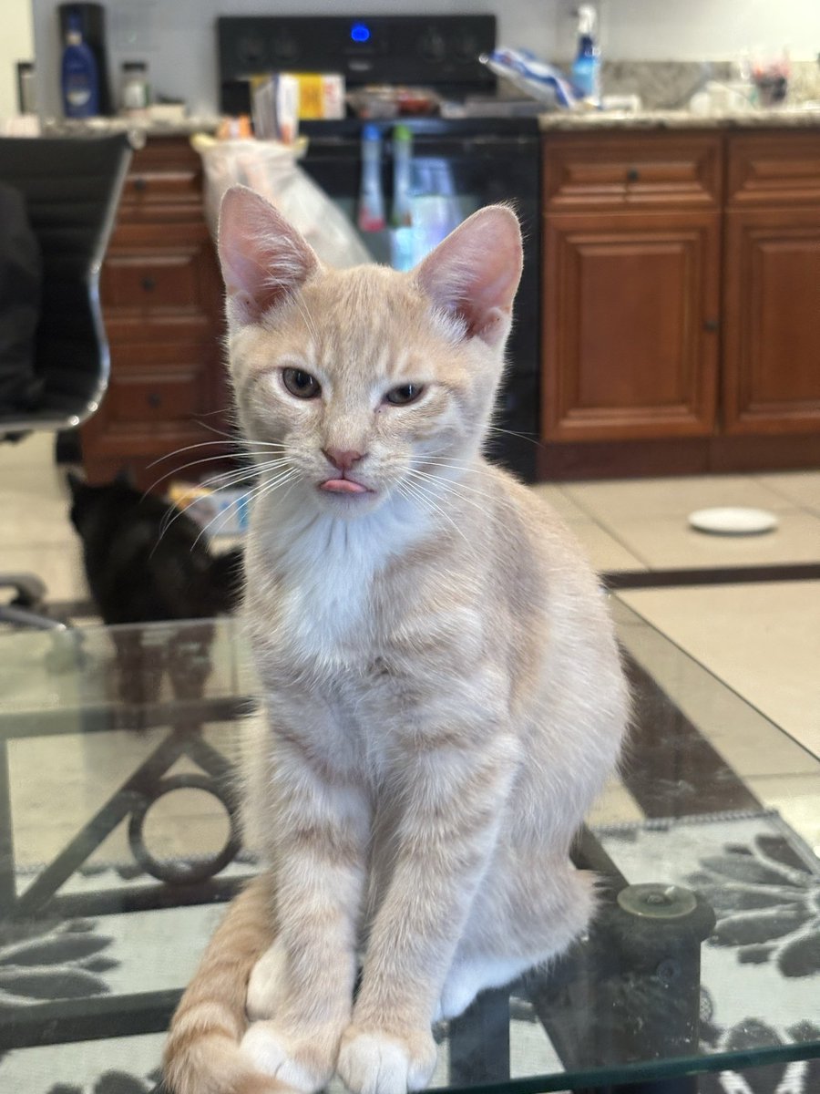 Check this blep out guys