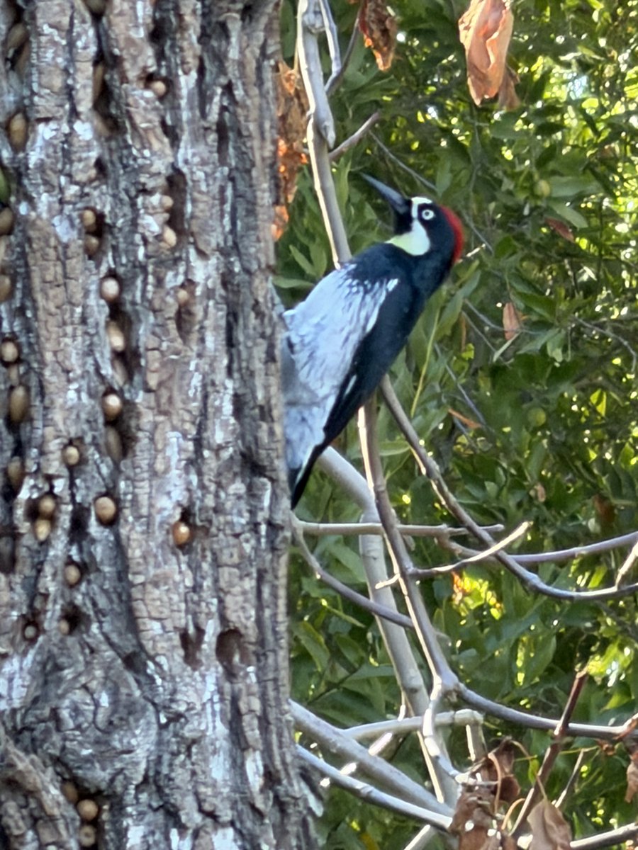 YrocFrick's tweet photo. Wood pecker https://t.co/OkJTboxk5B
