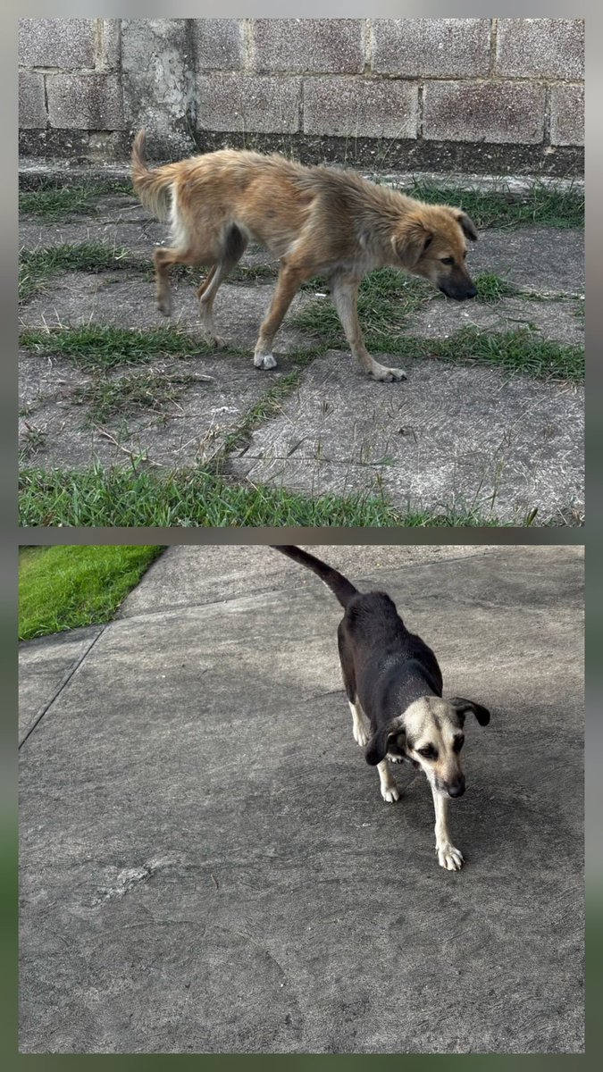 PerroUsuario's tweet photo. RP @Ma_Elisa_G: 🆘️🚨🆘️AYUDAAAAA ABANDONADAS EN ZONA INDUSTRIAL RÍO TUY/CHARALLAVE🇻🇪, NECESITAN UN HOGAR URGENTE,ESTÁN EN INTEMPERIE/MURIENDO DE HAMBRE 04144667580. https://t.co/X7zPc41tyw