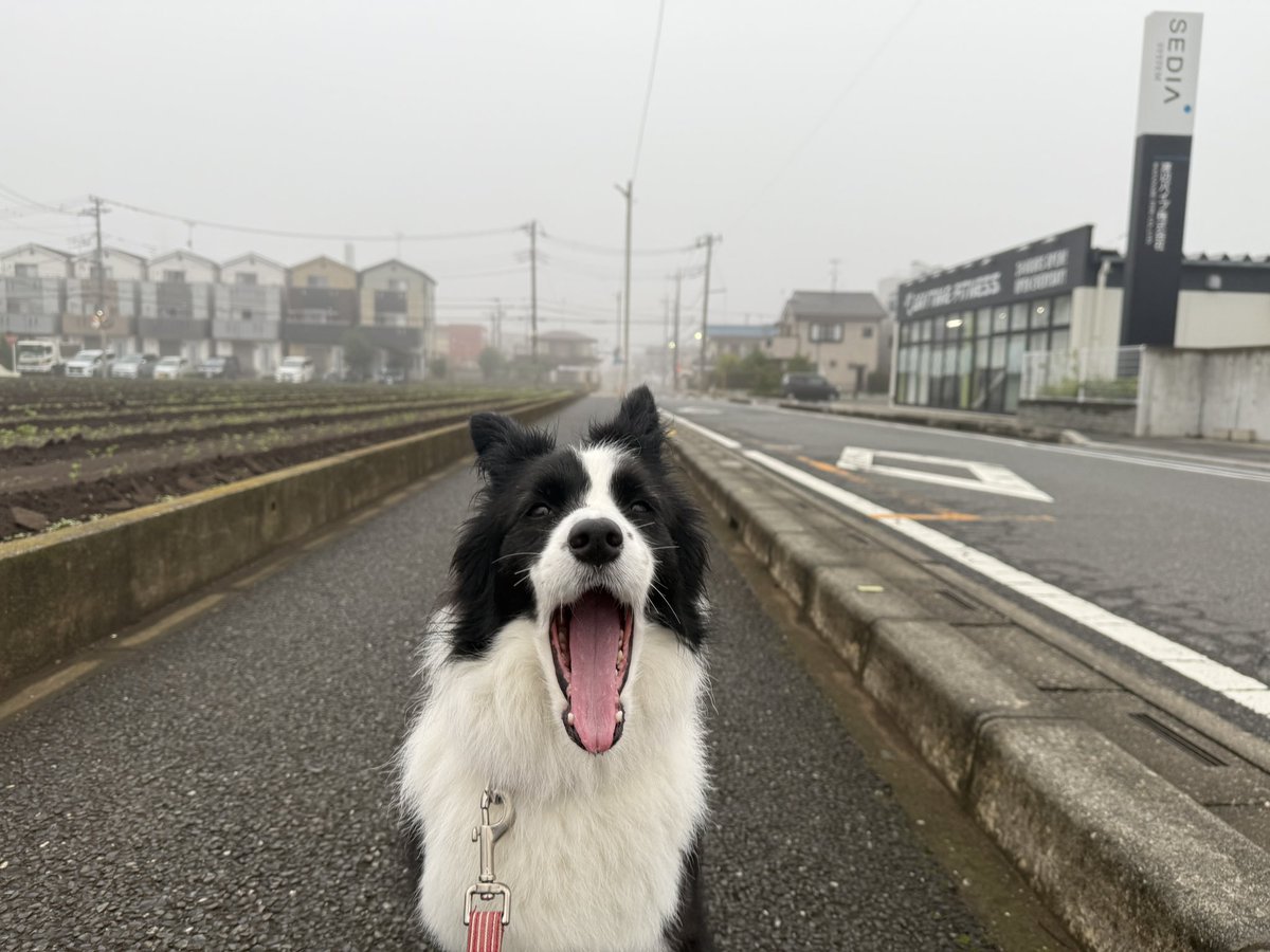 ボーダーコリーのしぐれ tweet media