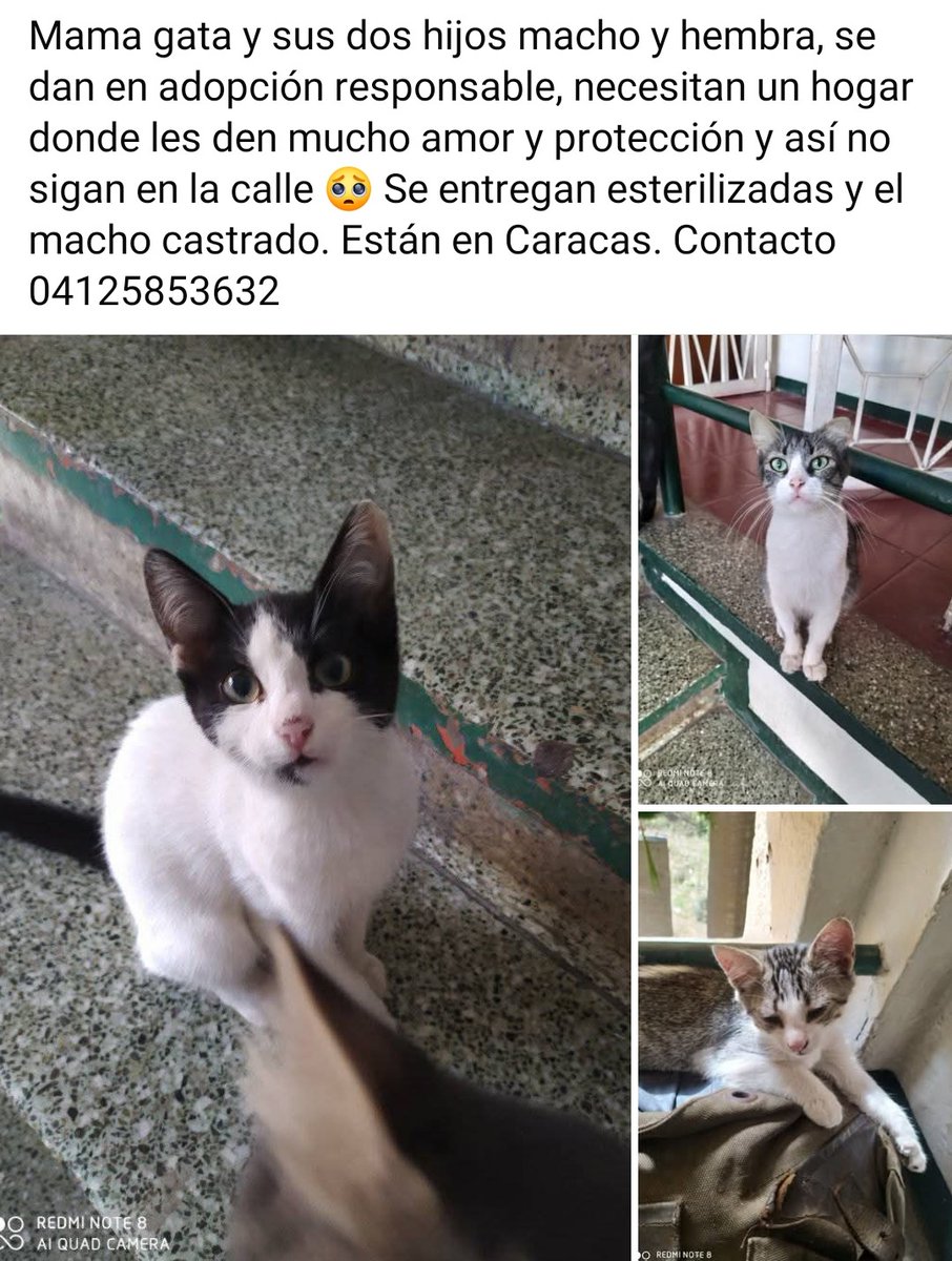 PerroUsuario Wof '•' tweet media