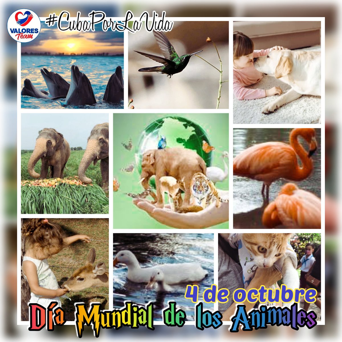 yanileisyo94249's tweet photo. Elige amar y respetar a los animales.
#CubaPorLaVida
#CuidaLosAnimales https://t.co/eUQrzkg9bq
