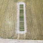 Photo by SE Agronomy Research (@SEAgroResearch)