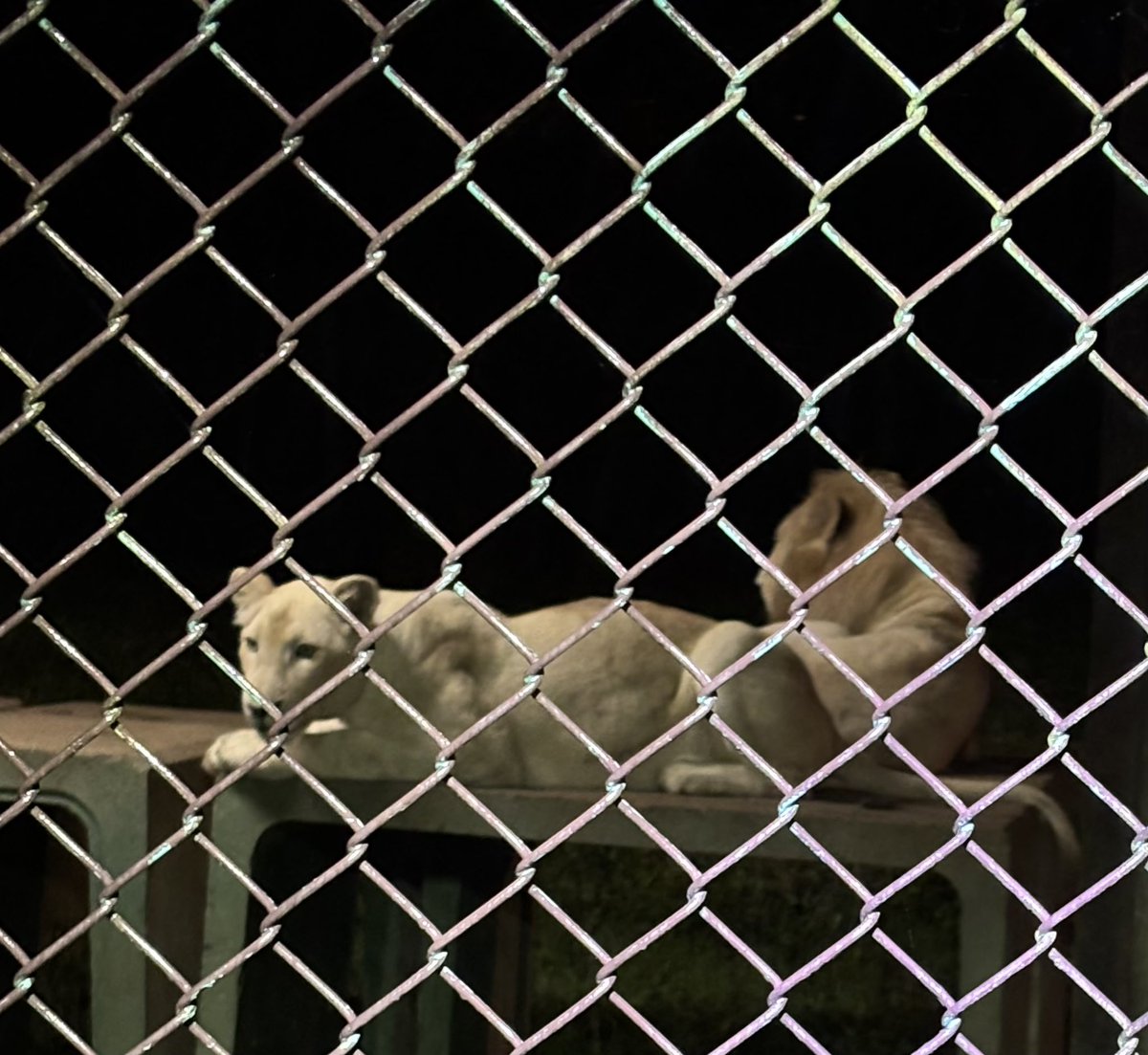 迫力あるライオン 61NuhkQ0CWL._UF894,1000_QL80_.jpg