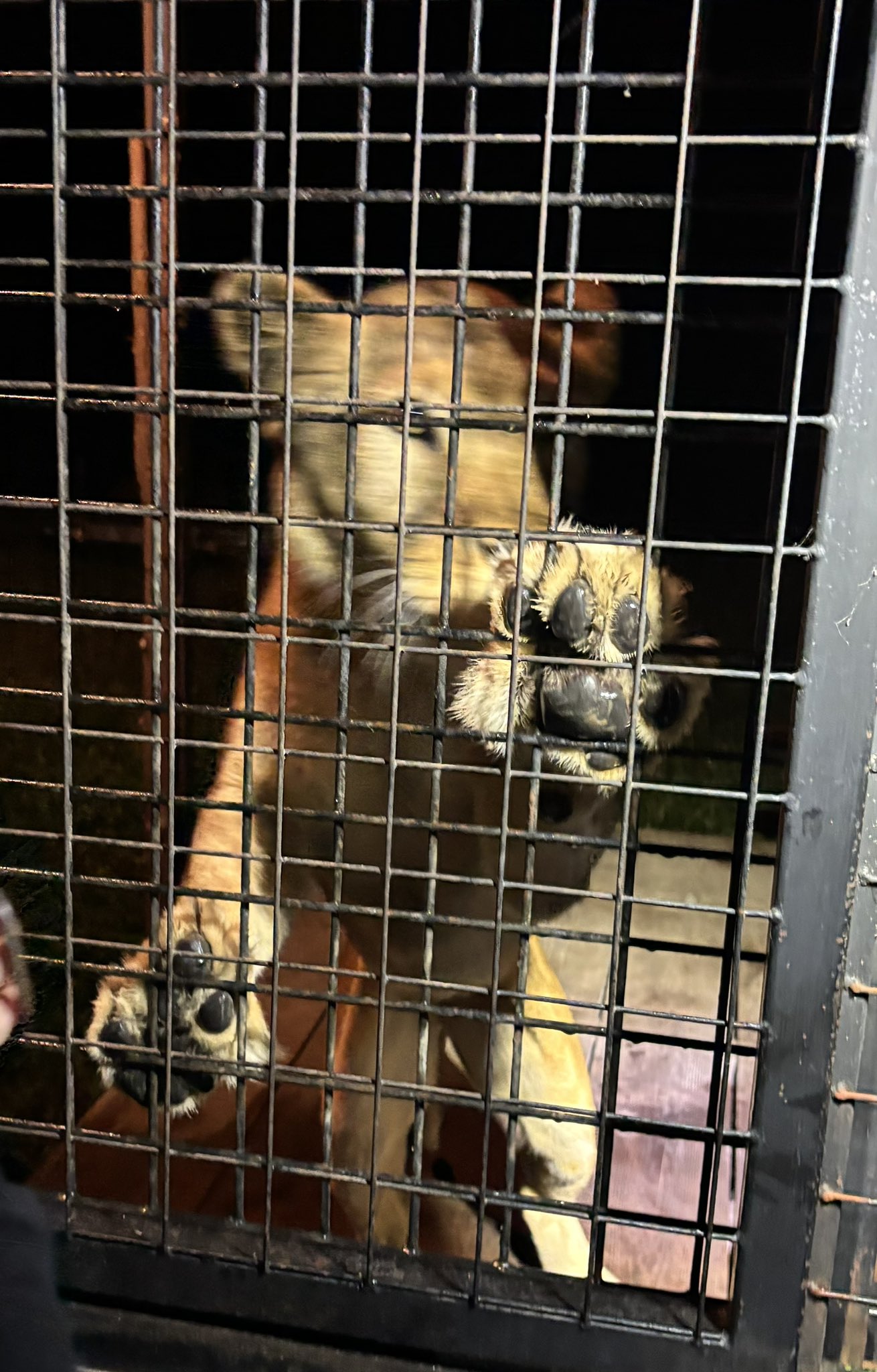 迫力あるライオン Amazon.co.jp: タカラトミー アニア AL-25 ライオン 動物 恐竜