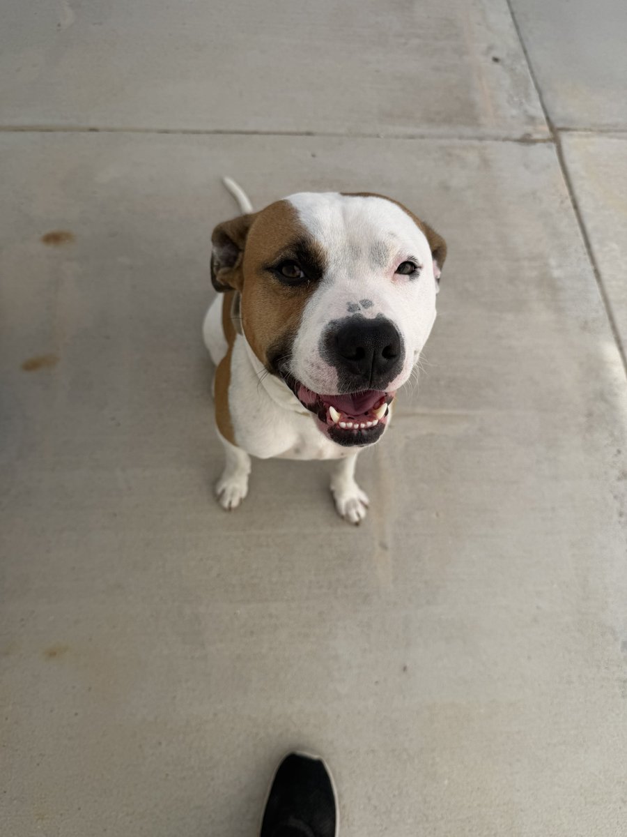 Rare 🇺🇸 tweet media