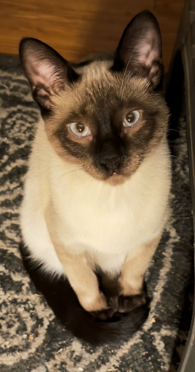 My lil’ lioness