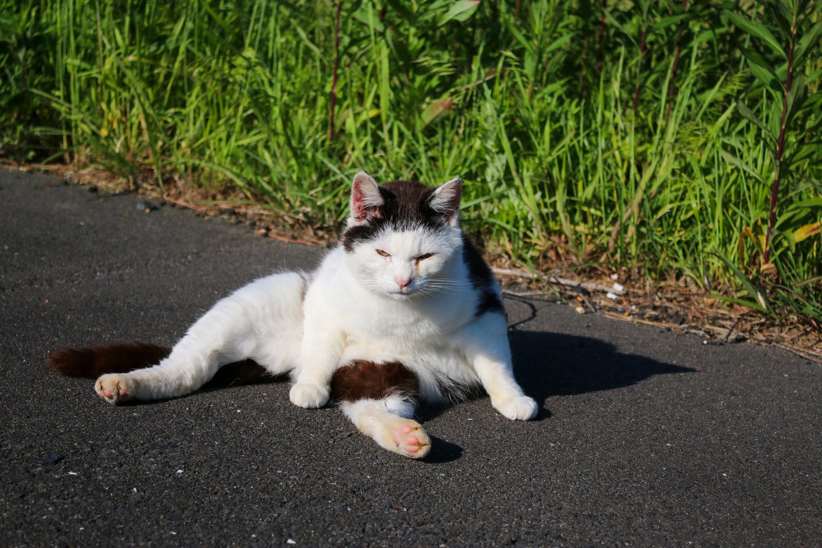 にゃんクリエイターズ® ＆アニマルズ 11月22〜24日2k540 アニマル